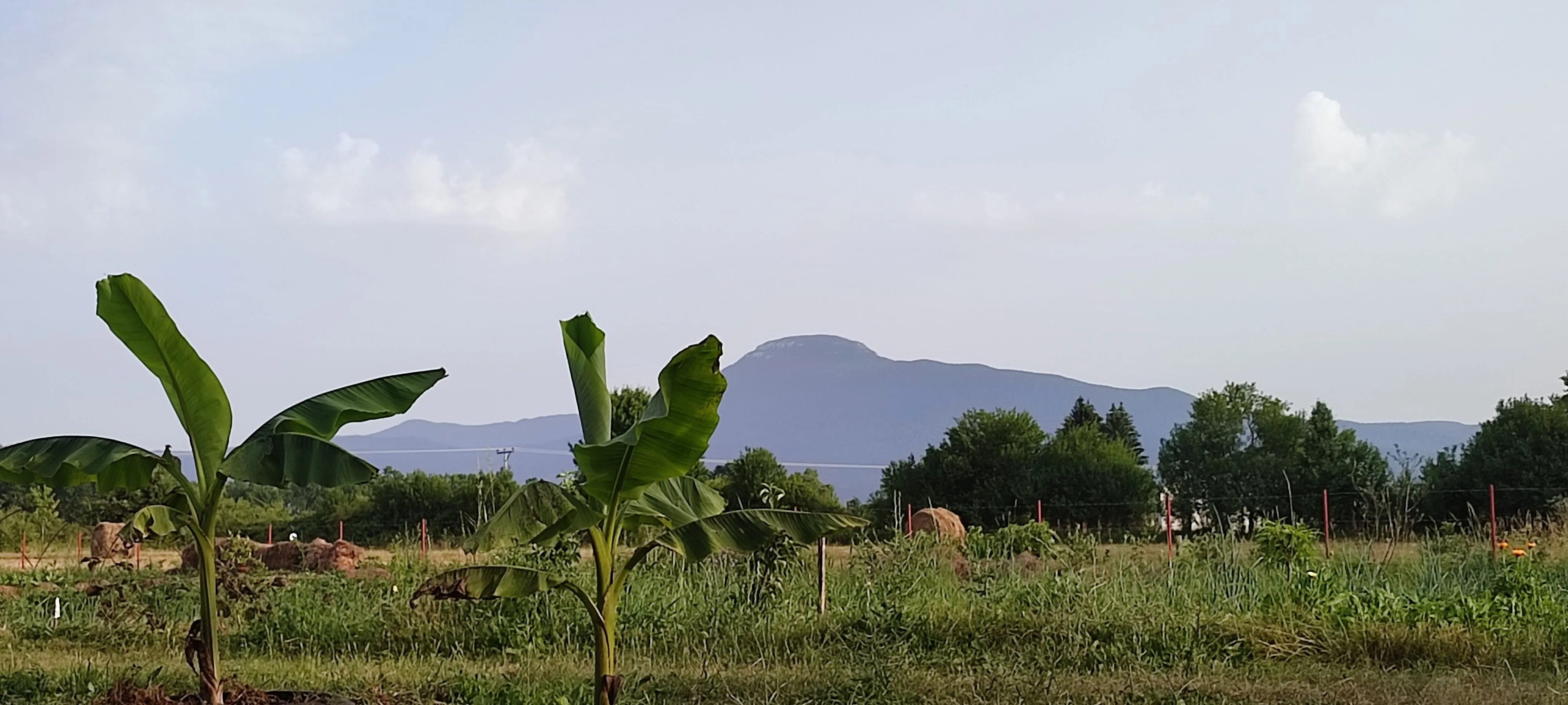 banane